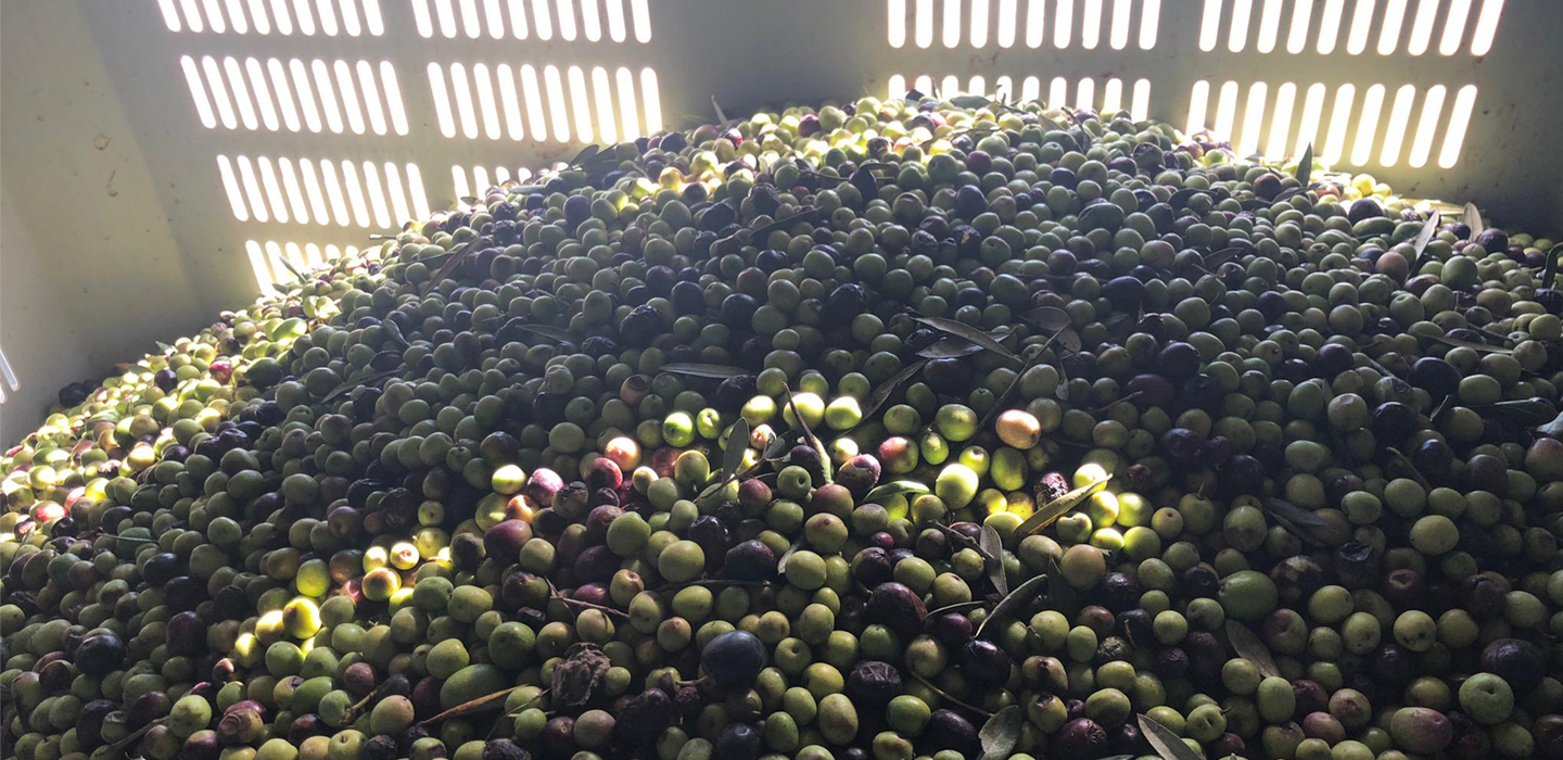 Olive harvest time.