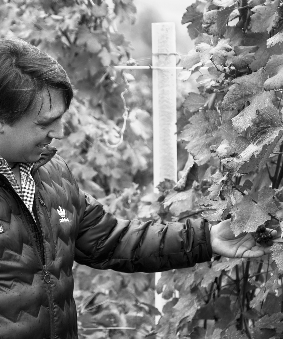PK2 vineyards